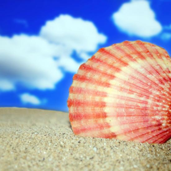 billede af muslingeskal på strand