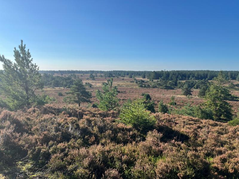 Udsigt over Harrild Hede en solrig dag