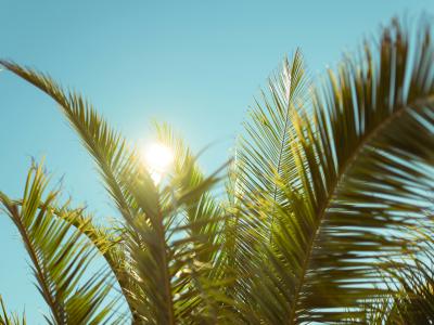 Billede af sol og palme
