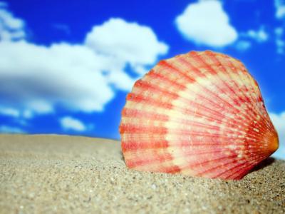 billede af muslingeskal på strand